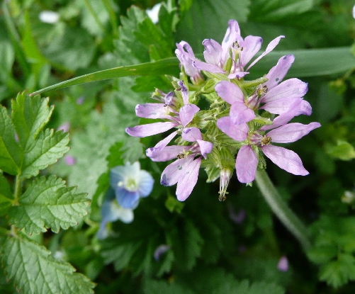 Erodium moschatum